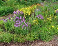 Prachtscharte Liatris Spicata Kobold
