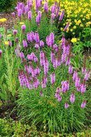 Prachtscharte Liatris Spicata Kobold
