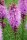 Prachtscharte Kobold Liatris Spicata Kobold Staude im 1-Liter Topf