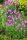 Prachtscharte Kobold Liatris Spicata Kobold Staude im 1-Liter Topf