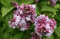 Edelfflieder Nadezhda Syringa vulgaris  40-60 cm,...