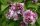 Edelfflieder Nadezhda Syringa vulgaris  40-60 cm, wurzelechter Strauch im 3-Liter Container