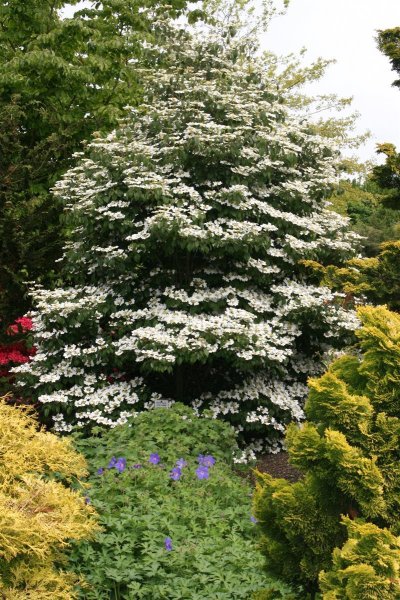 Japanischer Schneeball Summer Snowflake Viburnum plicatum