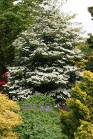 Japanischer Schneeball Summer Snowflake Viburnum plicatum