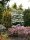 Japanischer Schneeball Summer Snowflake Viburnum plicatum