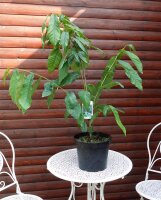 Indianerbanane - Dreilappige Papau - Asimina triloba...