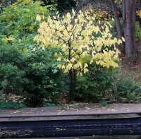 Indianerbanane - Dreilappige Papau - Asimina triloba  60-80 cm, Strauch im 7,5-Liter Container