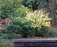 Indianerbanane - Dreilappige Papau - Asimina triloba  60-80 cm, Strauch im 7,5-Liter Container