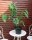 Indianerbanane - Dreilappige Papau - Asimina triloba  60-80 cm, Strauch im 7,5-Liter Container