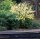Indianerbanane - Dreilappige Papau - Asimina triloba  60-80 cm, Strauch im 7,5-Liter Container