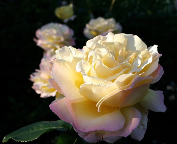 Edelrose Gloria Dei ® lichtgelb mit kupferrotem Rand, dichtgefüllt