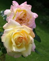 Edelrose Gloria Dei ® lichtgelb mit kupferrotem Rand, dichtgefüllt