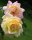 Edelrose Gloria Dei ® lichtgelb mit kupferrotem Rand, dichtgefüllt