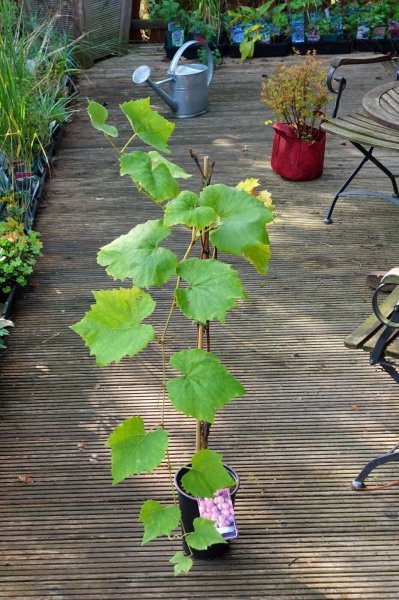 Rebstock Vanessa Vitis vinifera