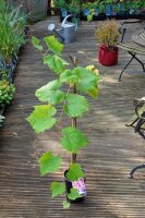 Rebstock Vanessa Vitis vinifera 60-100 cm, im 3-Liter...