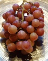 Rebstock Vanessa Vitis vinifera 60-100 cm, im 3-Liter Container