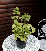 Johannisbeere Ribes Jonkheer van Tets 40-60 cm, Strauch...