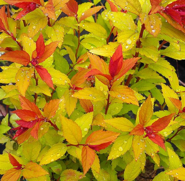 Japanische Zwergspiere Magic Carpet - Spiraea japonica 30-40 cm, Strauch im 2-Liter Topf