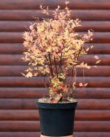 Japanische Zwergspiere Magic Carpet - Spiraea japonica 30-40 cm, Strauch im 2-Liter Topf