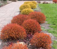 Japanische Zwergspiere Magic Carpet - Spiraea japonica 30-40 cm, Strauch im 2-Liter Topf