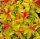 Japanische Zwergspiere Magic Carpet - Spiraea japonica 30-40 cm, Strauch im 2-Liter Topf