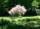 Sommertamariske - Heidetamariske - Tamarix pentantra