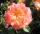 Bodendeckerrose Cubana - Rosa Cubana