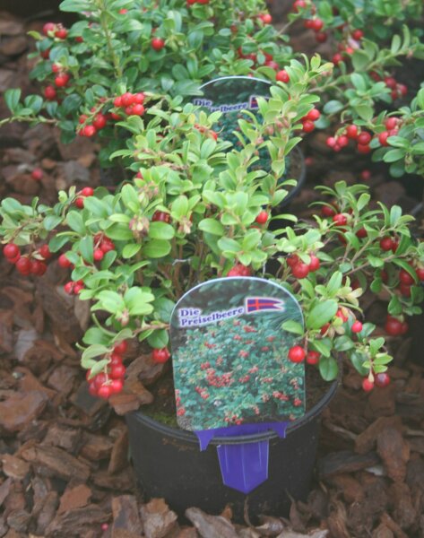 Preiselbeere Koralle Vaccinium vitis-idaea 10-15 cm, im 0,5-Liter Topf