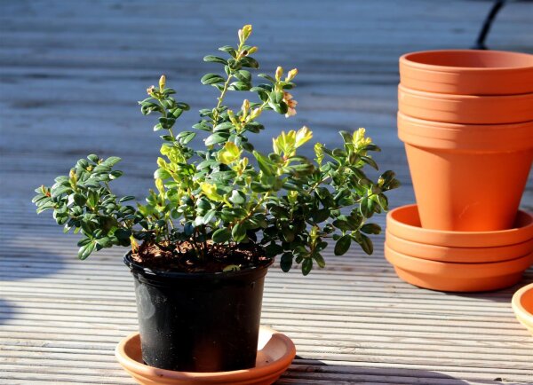 Preiselbeere Koralle Vaccinium vitis-idaea 15-20 cm, im 1-Liter Topf