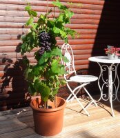 Vitis vinifera Regent 60-100 cm, im 3-Liter Container