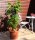 Vitis vinifera Regent 60-100 cm, im 3-Liter Container