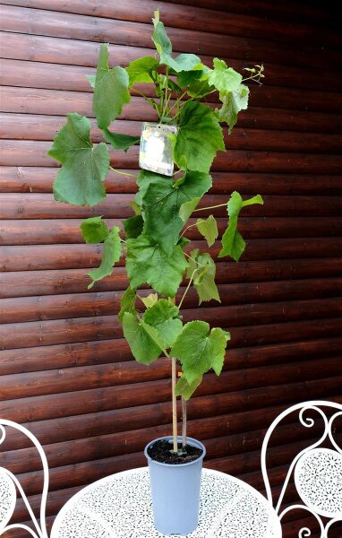 Rebstock Romulus Vitis vinifera 60-100 cm, im 3-Liter Container