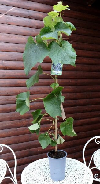 Rebstock Venus Vitis vinifera 60-100 cm, im 3-Liter Container