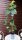 Rebstock Venus Vitis vinifera 60-100 cm, im 3-Liter Container