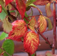 Dornenlose Brombeere Black Satin - Rubus fruticosus