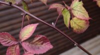 Dornenlose Brombeere Black Satin - Rubus fruticosus