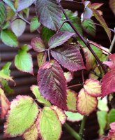Dornenlose Brombeere Black Satin - Rubus fruticosus