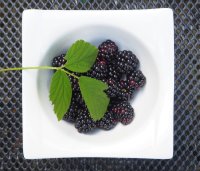 Brombeere Black Satin Rubus fruticosus 40-60 cm, im Container
