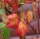Brombeere Black Satin Rubus fruticosus 40-60 cm, im Container