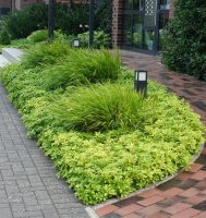 Dickmännchen - Schattengrün - Ysander Pachysandra terminalis