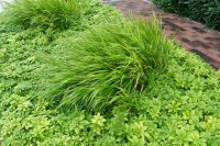 Dickmännchen - Schattengrün - Ysander Pachysandra terminalis