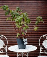 Himbeere - Herbsthimbeere - Rubus idaeus Autumn Bliss