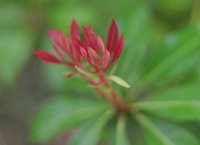 Pieris japonica Mountain Fire‘ - Japanische...