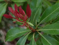 Pieris japonica Mountain Fire‘ - Japanische Lavendelheide