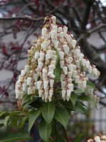 Pieris japonica Mountain Fire‘ - Japanische Lavendelheide