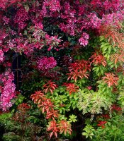 Pieris japonica Mountain Fire‘ - Japanische Lavendelheide