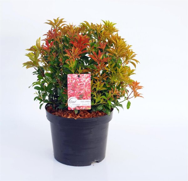 Pieris japonica Mountain Fire‘ - Japanische Lavendelheide  30-40 cm, im 5-Liter Container