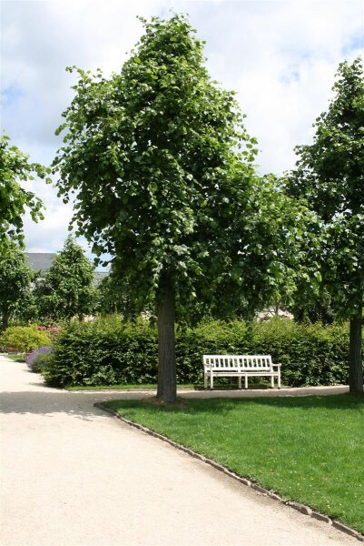 Krim-Linde - Tilia euchlora 125-150 cm, Heister im 7,5-Liter Container