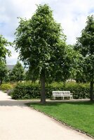Krim-Linde - Tilia euchlora 125-150 cm, Heister im...