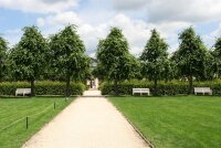 Krim-Linde - Tilia euchlora 125-150 cm, Heister im 7,5-Liter Container